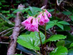 some pink flowers and green leaves in the woods