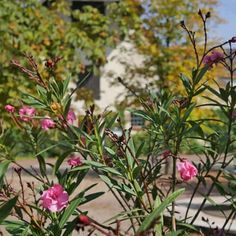 pink flowers in front of a white building with trees and bushes behind it on a sunny day