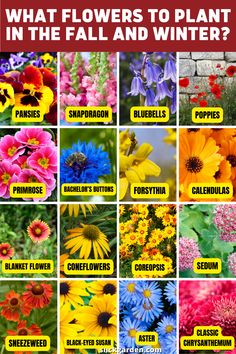 what flowers to plant in the fall and winter? info sheet with pictures of different types of flowers