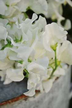 some white flowers are sitting in a pot