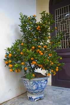 an orange tree in a blue and white planter on a sidewalk next to a door