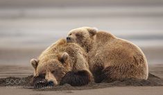 two brown bears are laying on the sand together, one is rubbing its head against the other's back