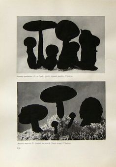 two black and white images of mushrooms