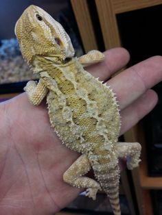 a small lizard sitting on the palm of someone's hand