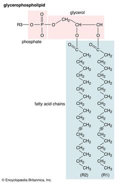 the structure of glycophhosophilic and its corresponding names are shown