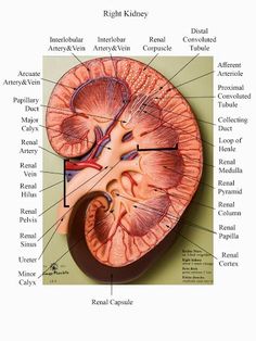 an image of the anatomy of the human body, including the kidney and its major vessels