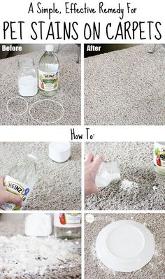 how to remove pet stains from carpet