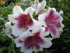 white and pink flowers with green leaves in the background