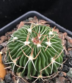 a green cactus with white flowers in a black container on rocks and gravel next to an orange ball