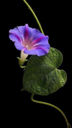 a purple flower with green leaves on a black background