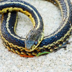 a close up of a snake on the ground