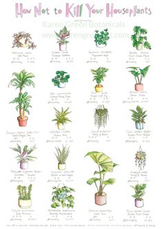 an illustrated guide to houseplants and their uses for the plants in your home