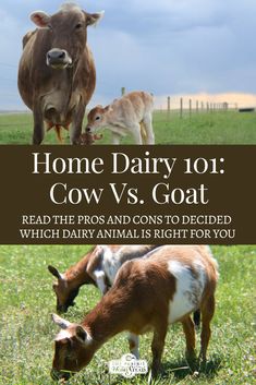 two cows and one calf grazing in a field with the words, home dairy 101 cow vs goat read the pros and cons to decide which animal is right for you