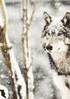 a wolf standing in the snow next to a tree with snow falling on it's branches