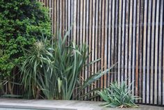 some plants are next to a pool in front of a fenced in area with a wooden slatted wall