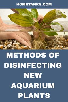 two hands holding a plant with the words, method of disinfecting new aquarium plants