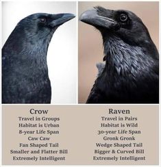 two different types of crows are shown in this graphic to show the differences between them