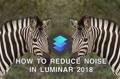 two zebras facing each other with the words how to reduce noise in luminar 2018