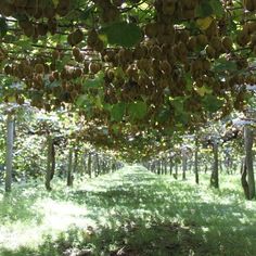 the trees are full of fruit and green grass