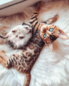 a cat laying on top of a white furry rug next to a dog's head