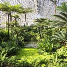 the inside of a greenhouse with lots of trees and plants in it, including ferns