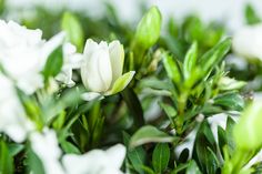 white flowers with green leaves in the background