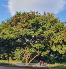 a person sitting on a bench under a large tree in the middle of a park