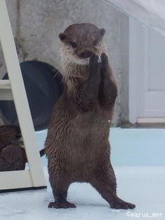 an otter standing on its hind legs in the snow