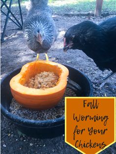 two chickens eating out of a bowl with food in it and the words fall morning for your chickens