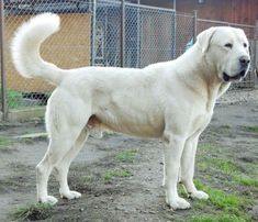 a large white dog standing on top of a dirt field next to a chain link fence