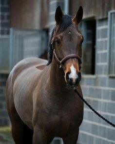 a brown horse standing on top of a sidewalk next to a brick building with windows