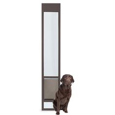 a brown dog sitting in front of a tall mirror