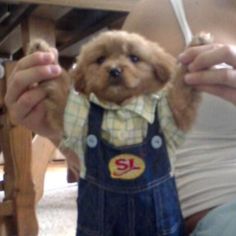 a small dog wearing overalls is being held by someone