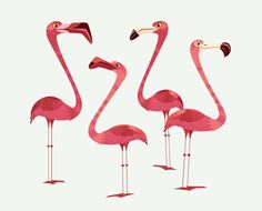 three pink flamingos standing next to each other