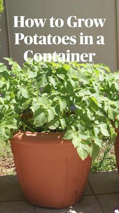 two potted plants with the words how to grow potatoes in a container