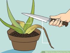 a potted plant being held by a person with a knife in it's hand