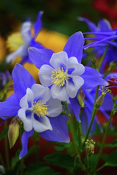 blue and white flowers with yellow stamens