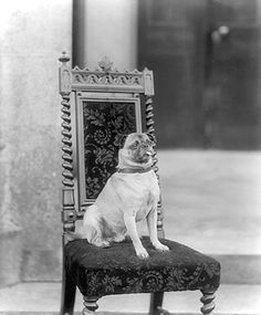 a dog sitting on top of a chair in front of a wall with an ornate design