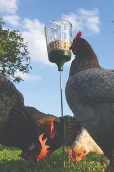 two chickens standing next to each other in the grass with a bird feeder on it's head