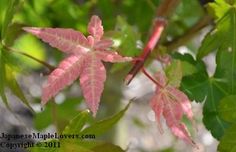 some pink leaves on a tree branch in the sun