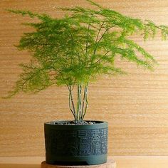 a small potted plant sitting on top of a wooden table next to a wall