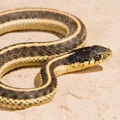 a brown and black snake on the ground