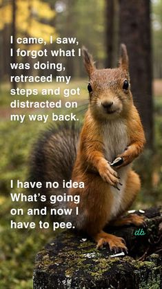 a squirrel sitting on top of a tree stump in the woods with a poem written below it