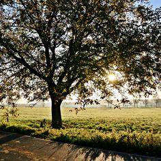 the sun shines brightly behind a large tree in an open field with grass and trees