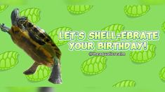 there is a card with a photo of a turtle on it's back and the words let's shell - erate your birthday