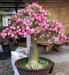 a bonsai tree with pink flowers in a pot on the ground next to other bonsai trees