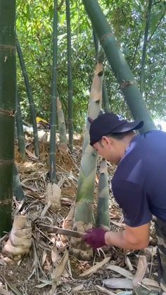 a man in blue shirt and purple gloves working on a bamboo tree with other trees behind him