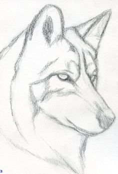 a pencil drawing of a wolf's head