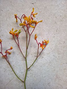 some yellow and red flowers are on the cement floor, with one flower bud still attached to it