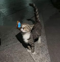 a cat with a blue butterfly on its head standing on the sidewalk looking up at something